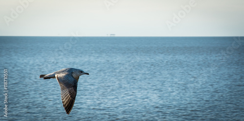 Mouette vol