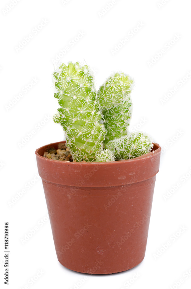 mini cactus isolate photo on white background mini cactus isolate photo on white background