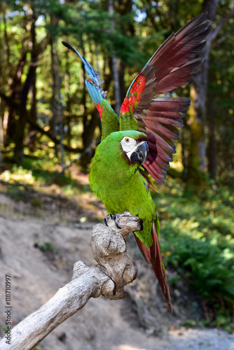 Fényképezés Severe Macaw Parrot. Mini Macaw