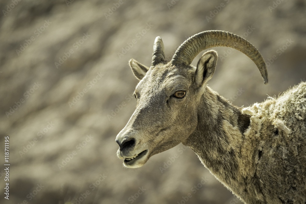Big Horn Sheep / head and shoulder image Big Horn Sheep / head and shoulder image