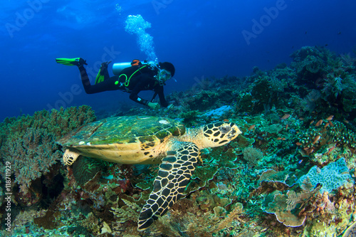Scuba dive sea turtle Fototapet
