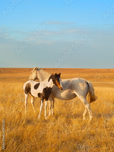 Horses at sunset