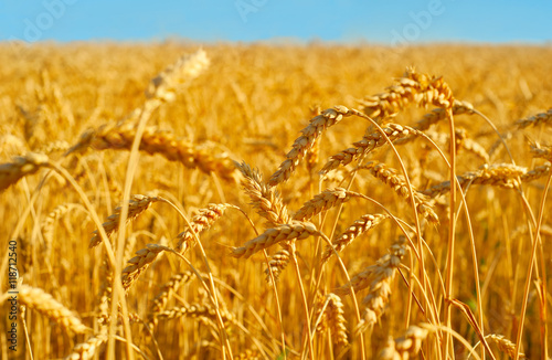 Wheat field close up