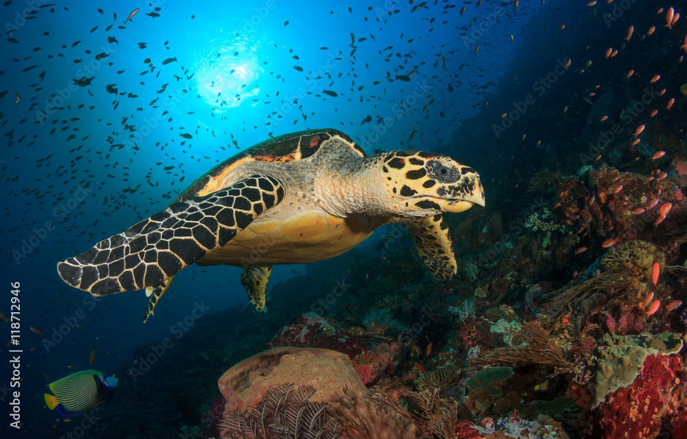 Fototapeta premium Hawksbill Sea Turtle
