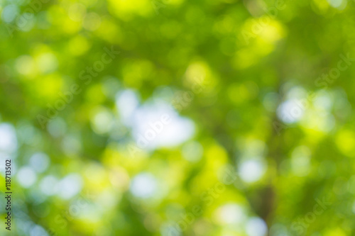 Natural image of a green blurred background