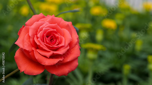 Orange Rose Blooming