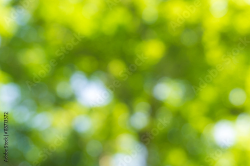 Natural green blurred bokeh leaf background.