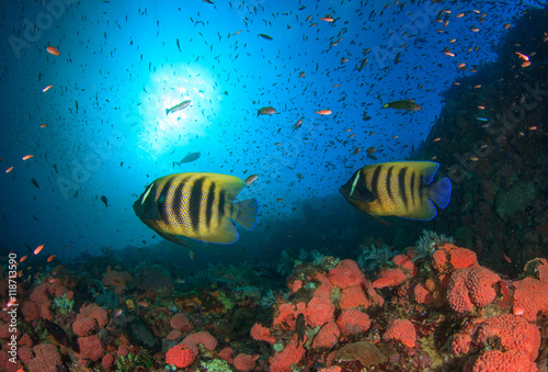 Koran Angelfish pair fish coral reef underwater