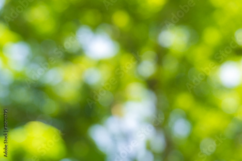 Green leaf blurred background in natural spring green and blue c