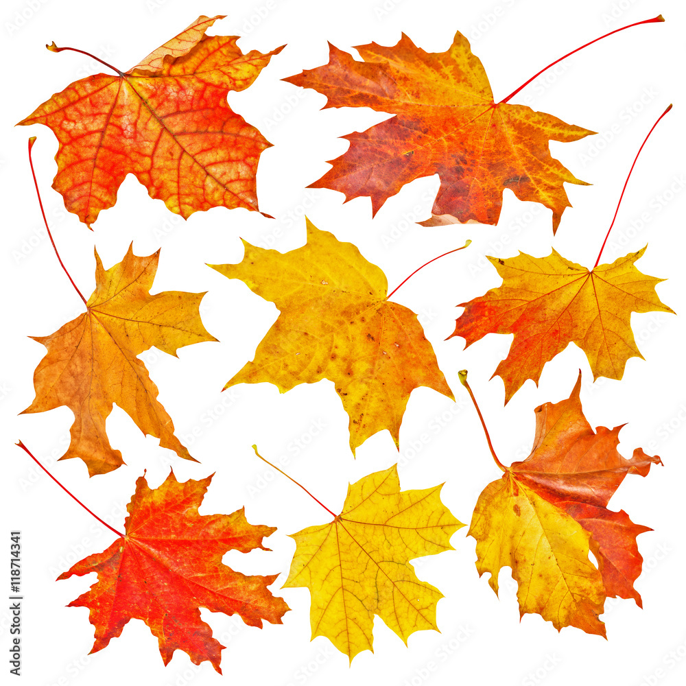 Set of Autumn maple leaves isolated on white background Set of Autumn maple leaves isolated on white background