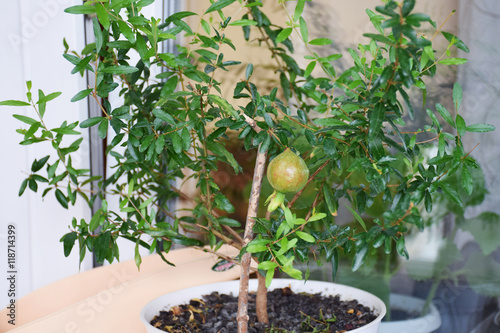Pomegranate growing in a pot