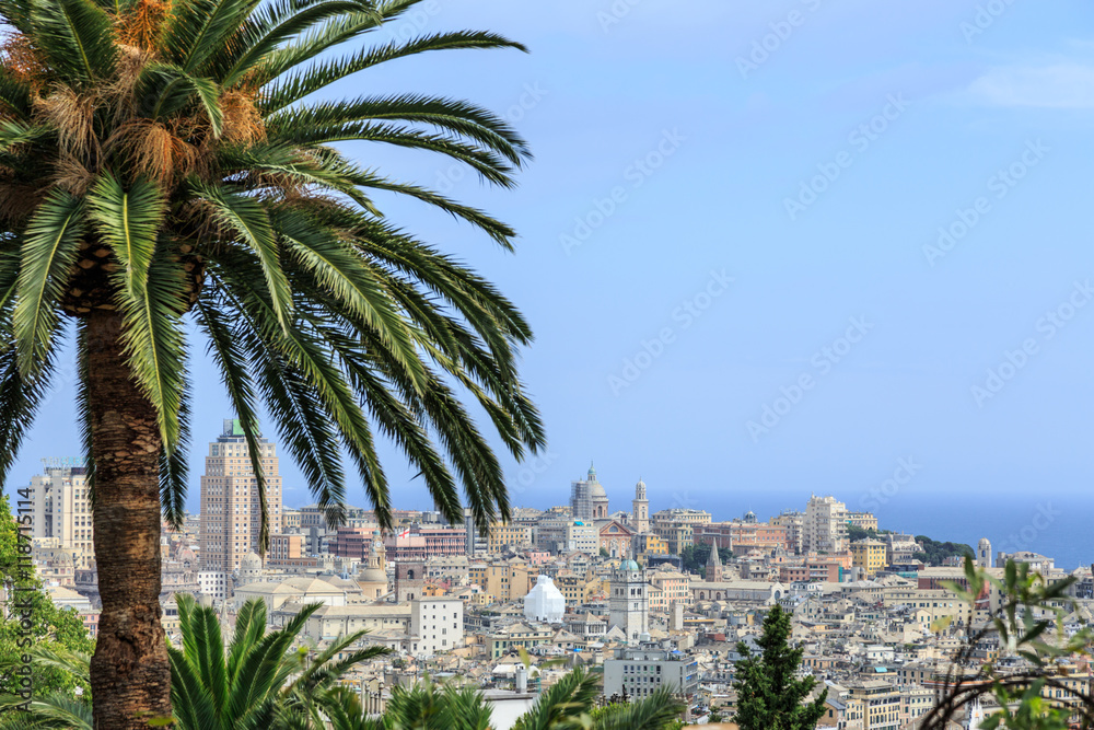 Genoa old city view with palm