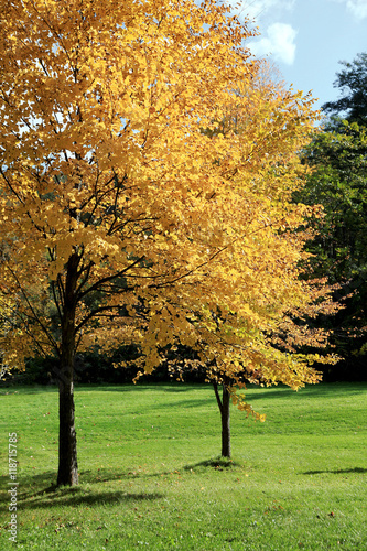 緑の芝生と黄葉する木 Stock 写真 Adobe Stock