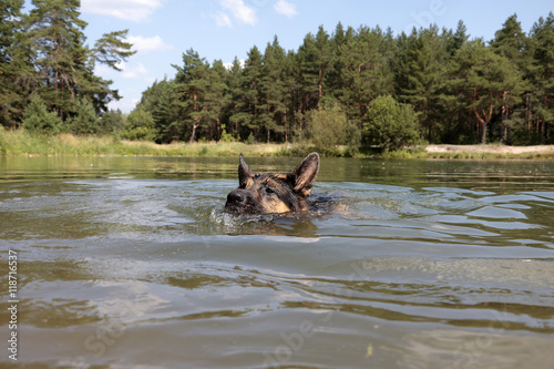 German shepherd swims in the water in summer day © keleny