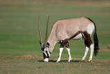 A gemsbok antelopes (Oryx gazella) in natural habitat, Kalahari desert, South Africa.