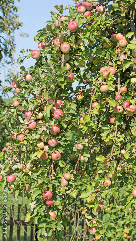 Apfelbaum, Äpfel, Malus, Apple tree