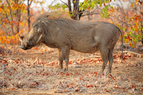 Warthog (Phacochoerus africanus) in natural habitat, Kruger National Park, South Africa.