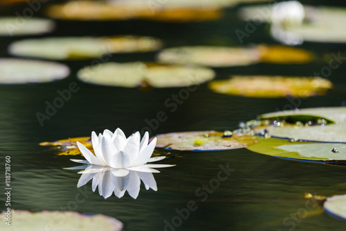 Fototapeta Naklejka Na Ścianę i Meble -  White water lily
