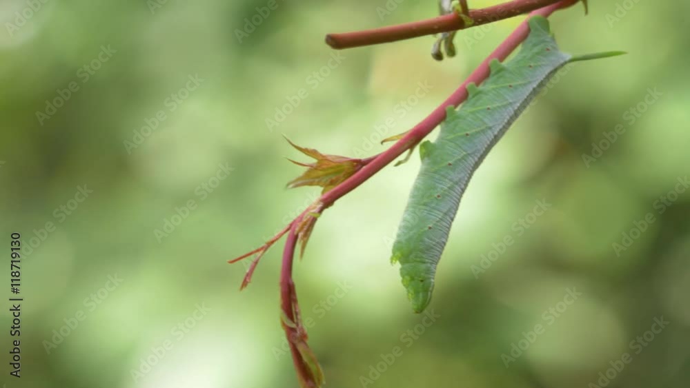 Green Hornworm Caterpillar Hanging from Vine, Close, 4K Green Hornworm Caterpillar Hanging from Vine, Close, 4K