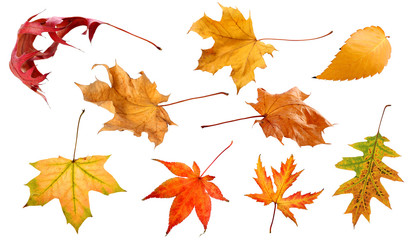 Fall and autumn leaves isolated on a white background collection