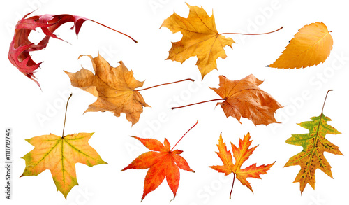 Fall and autumn leaves isolated on a white background collection