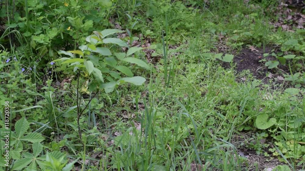 Small walnut tree sapling in a garden