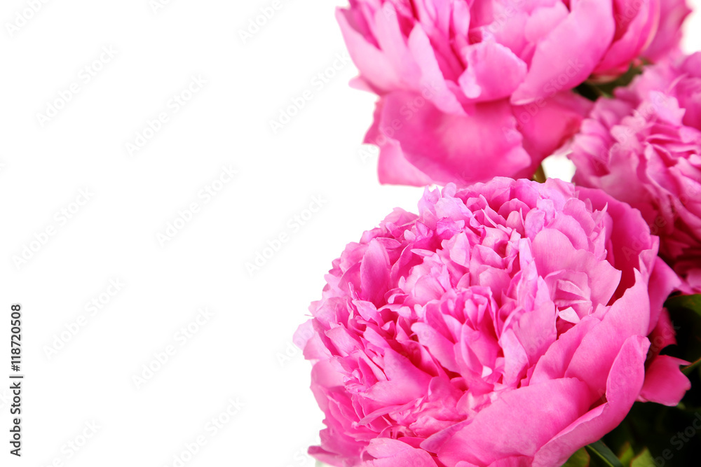 Bouquet of pink peony flowers isolated on a white