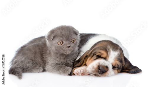 Kitten lying with sleeping basset hound puppy. isolated on white © Ermolaev Alexandr