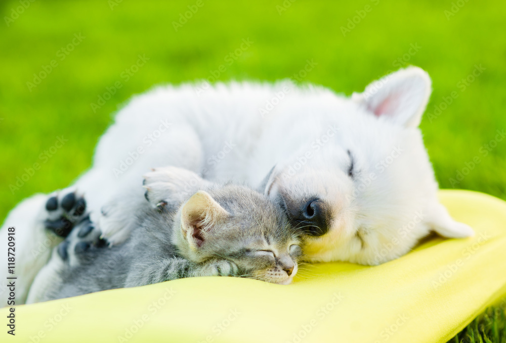 White Swiss Shepherd`s puppy and small kitten sleeping together White Swiss Shepherd`s puppy and small kitten sleeping together