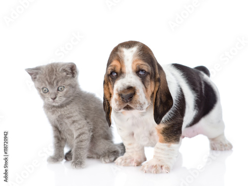 Basset hound puppy with Scottish kitten. isolated on white 