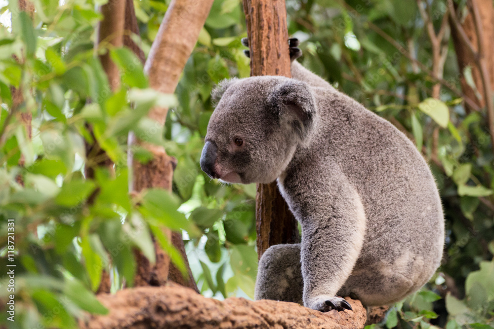 Obraz premium Sitting Koala