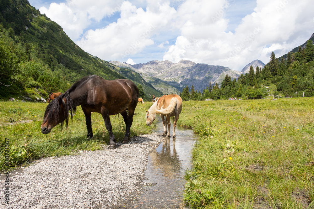 Horses At Alp Formarin In Vorarlberg Austria