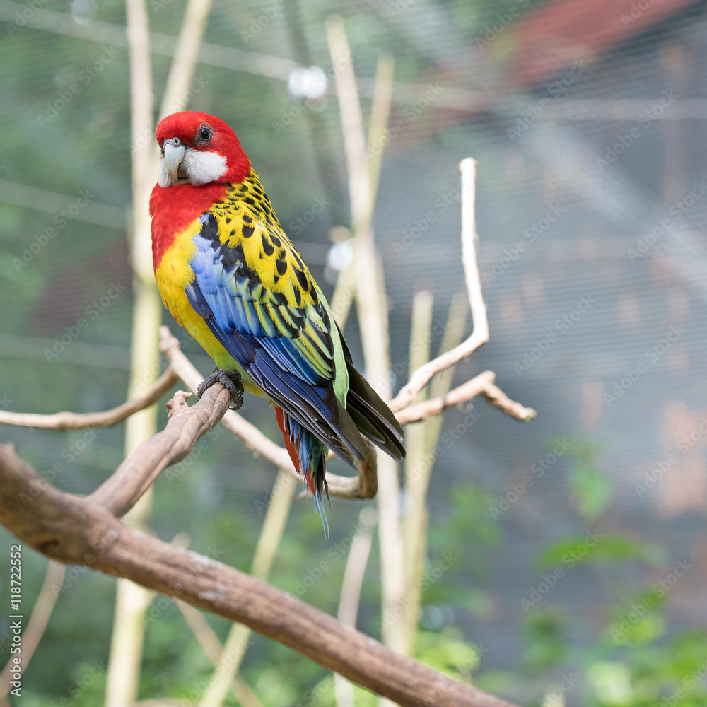 Obraz premium Rosellasittich, Platycercus eximius, Plattschweifsittich