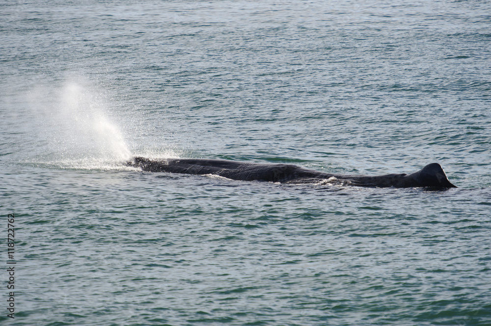 Fototapeta premium Sperm Whale breathing