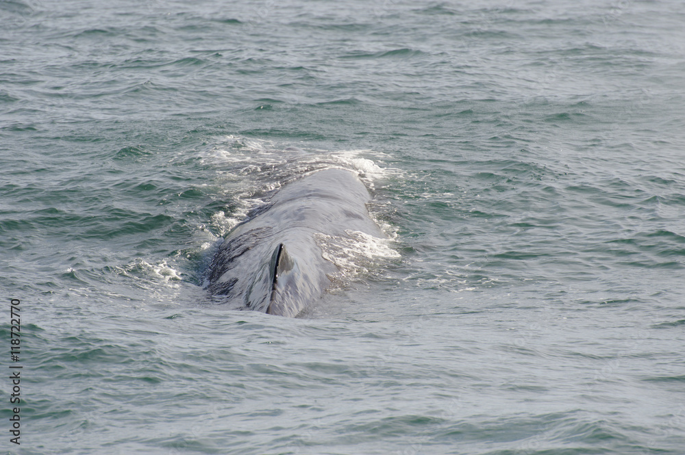 Fototapeta premium Sperm Whale diving