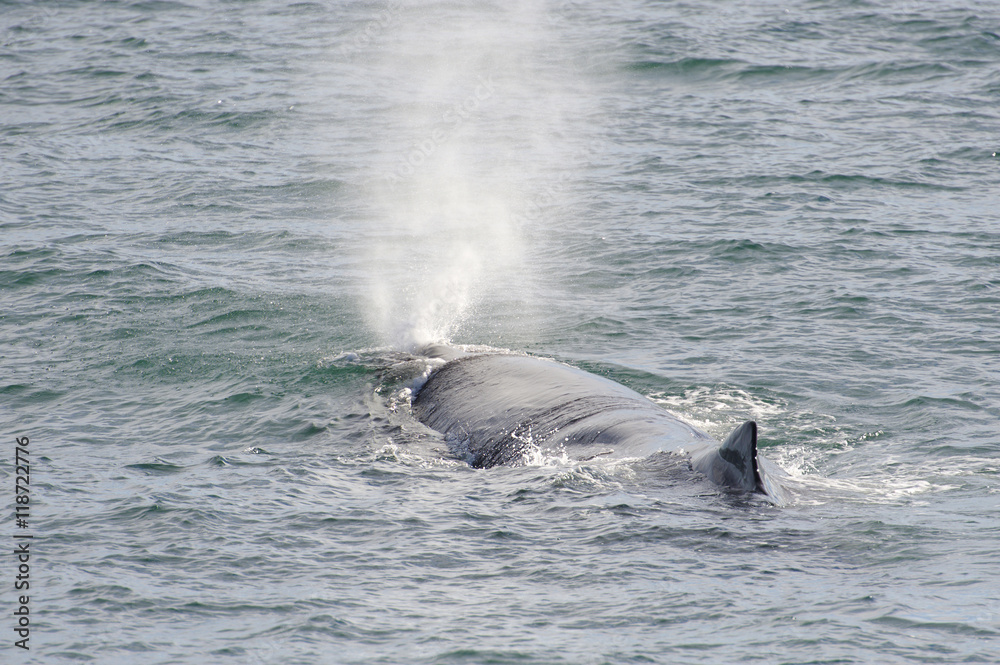 Naklejka premium Sperm Whale breathing