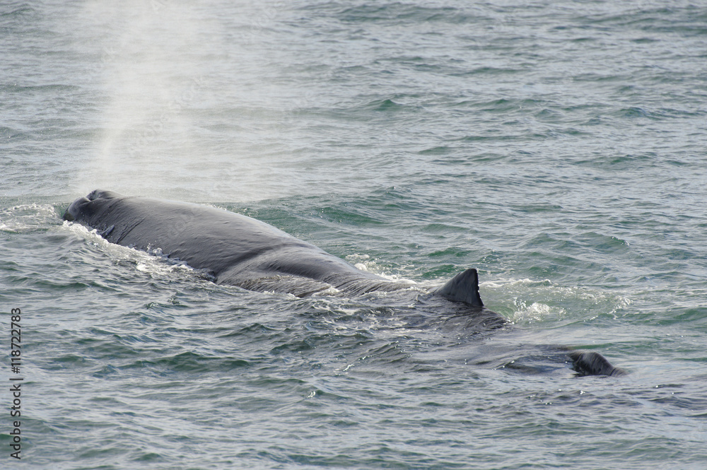 Fototapeta premium Sperm Whale breathing