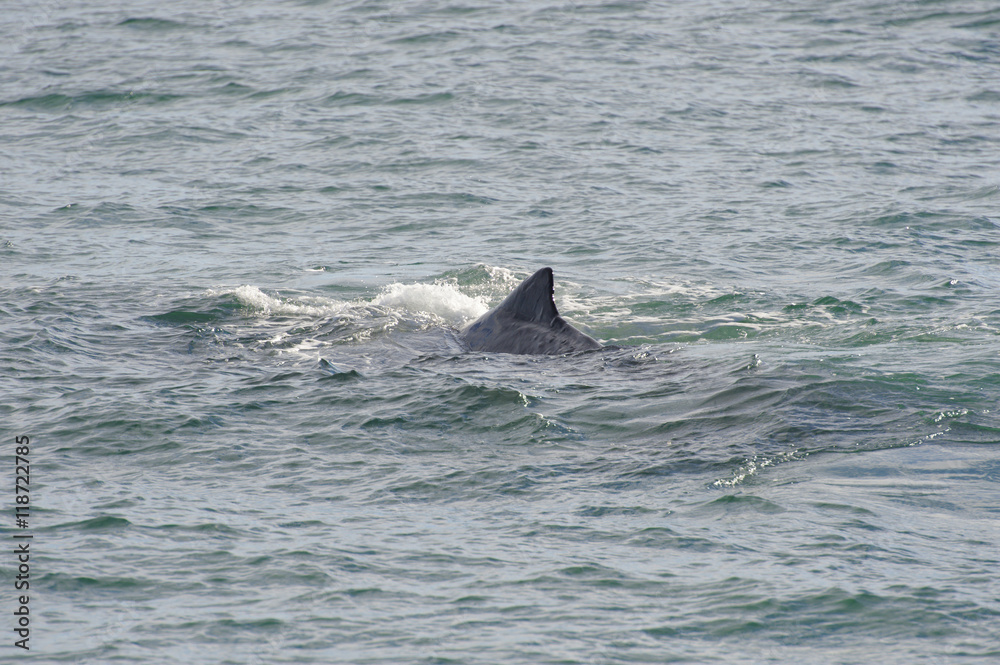Fototapeta premium Sperm Whale diving