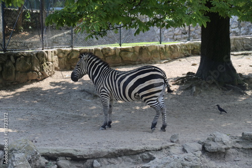 Zebra