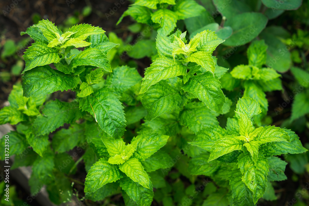 Fresh mint growing in the garden. Shallow depth of field. Fresh mint growing in the garden. Shallow depth of field.