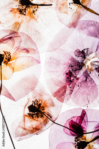 Fototapeta Naklejka Na Ścianę i Meble -  pressed  poppy flowers