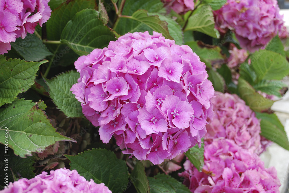 Pink Hydrangea big flowers. Summer. Pink Hydrangea big flowers. Summer.