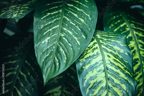 houseplant leaves photo