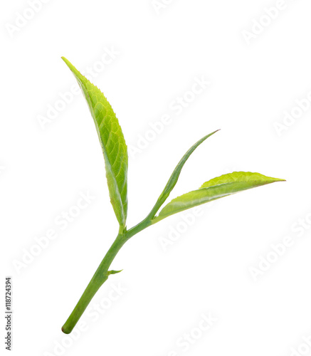 green tea leaf isolated on white © boonchuay1970