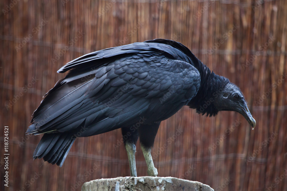 Fototapeta premium American black vulture (Coragyps atratus).