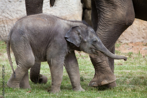 One-month-old Indian elephant (Elephas maximus indicus) with its © Vladimir Wrangel