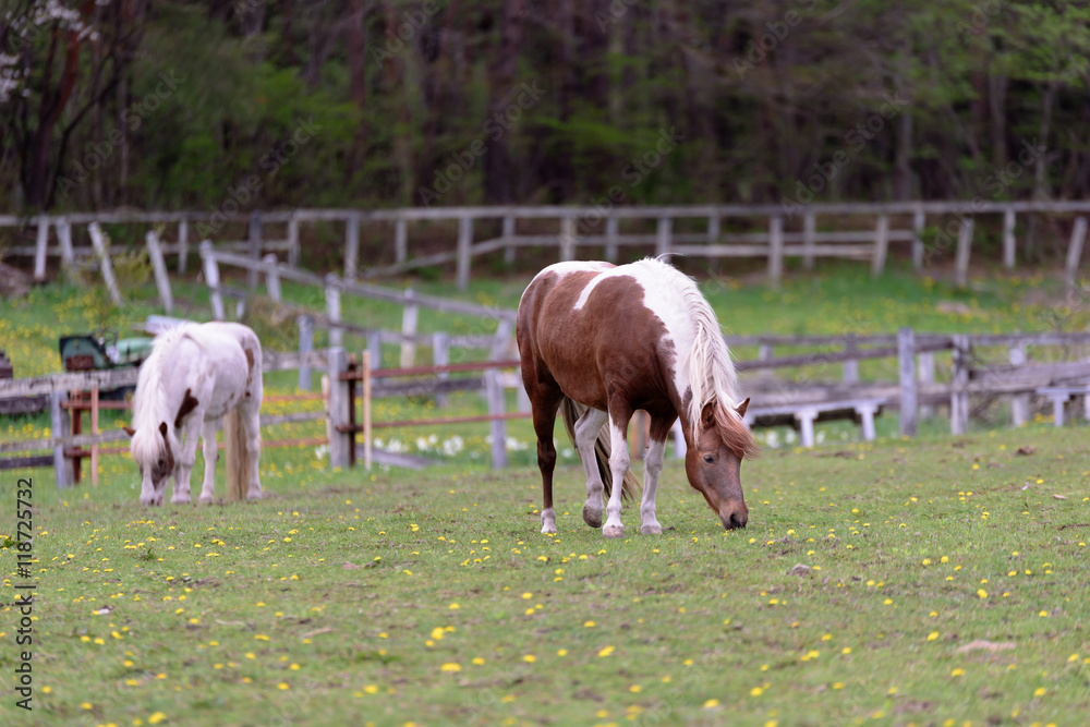 Obraz premium 日本の信州の牧場の馬