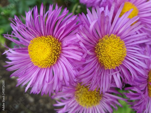 Wavy Purple Petals