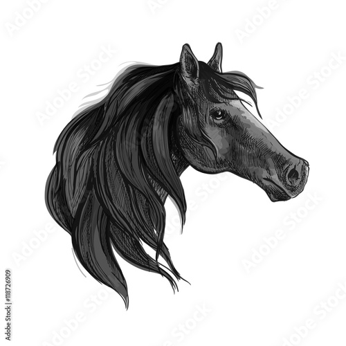 Fototapeta Naklejka Na Ścianę i Meble -  Black horse sketch of arabian mare