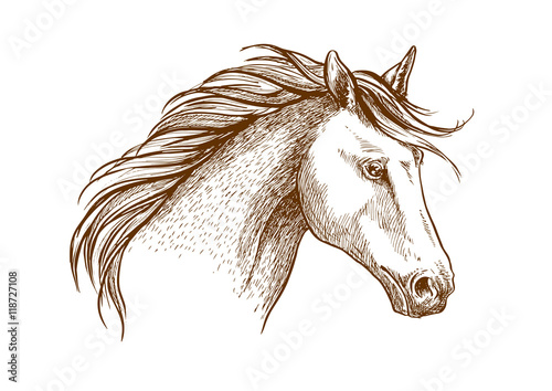 Horse sketch icon of arabian stallion